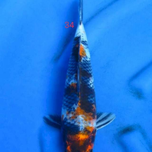 Kinshowa 35cm