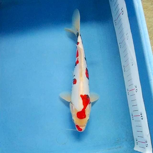 Benikumon 25cm male