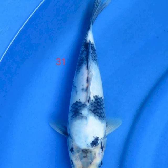 Kinshiro 31cm