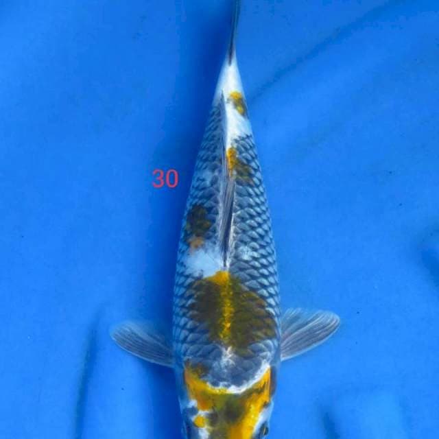Kage gondan 30cm