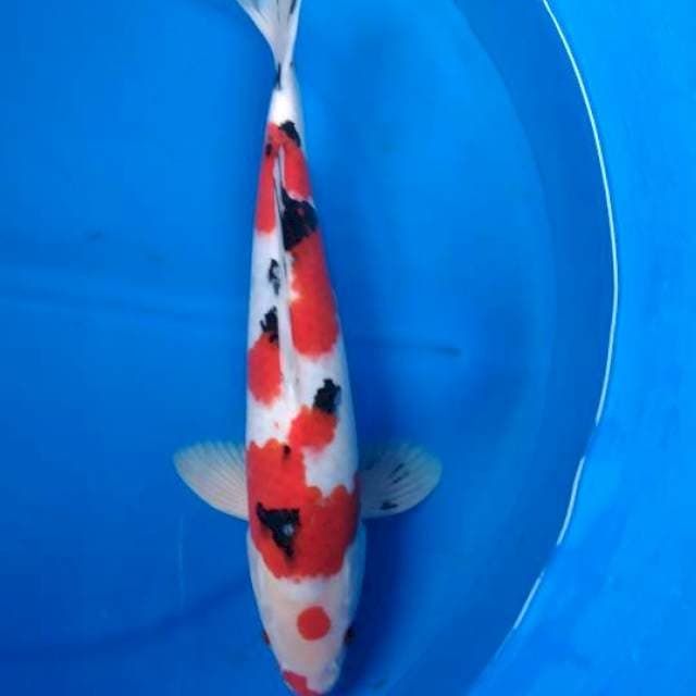Sk shunosumi