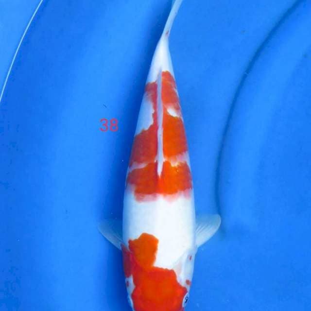 Kohaku 38cm