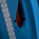 SHORT BODY Chagoi aragoke ginrin 32cm