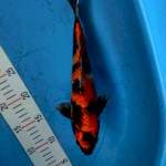 Kin Showa 28cm
