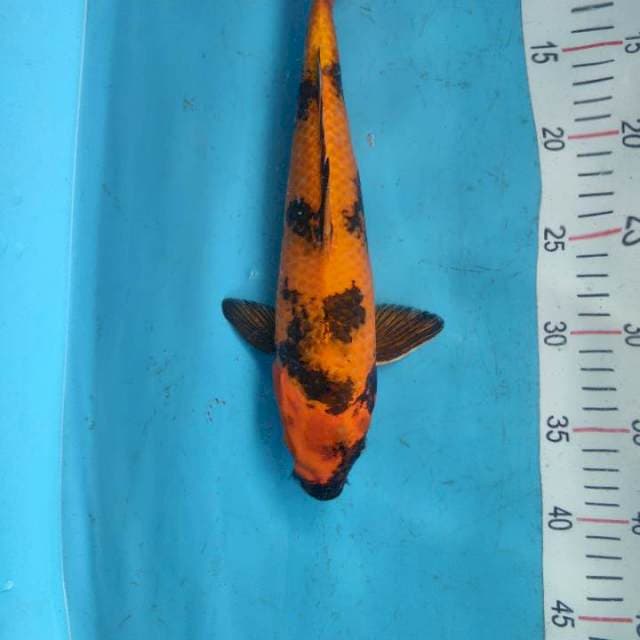 Kin Utsuri 32cm