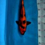 Kin Utsuri 32cm