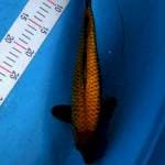 Chagoi Ginrin 35cm