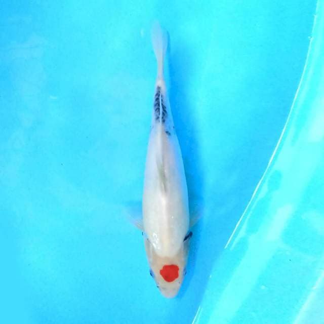 Tancho Sanke 32 cm