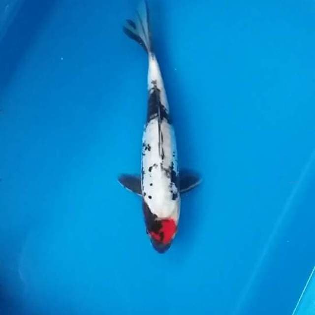 tancho showa doit ori 23cm