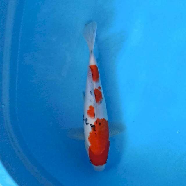 Sanke 32 cm