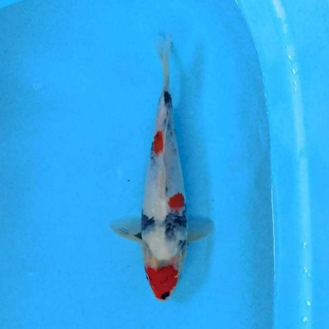 Kindai Showa 26 cm