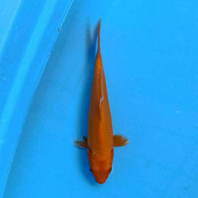 Benigoi 26 cm