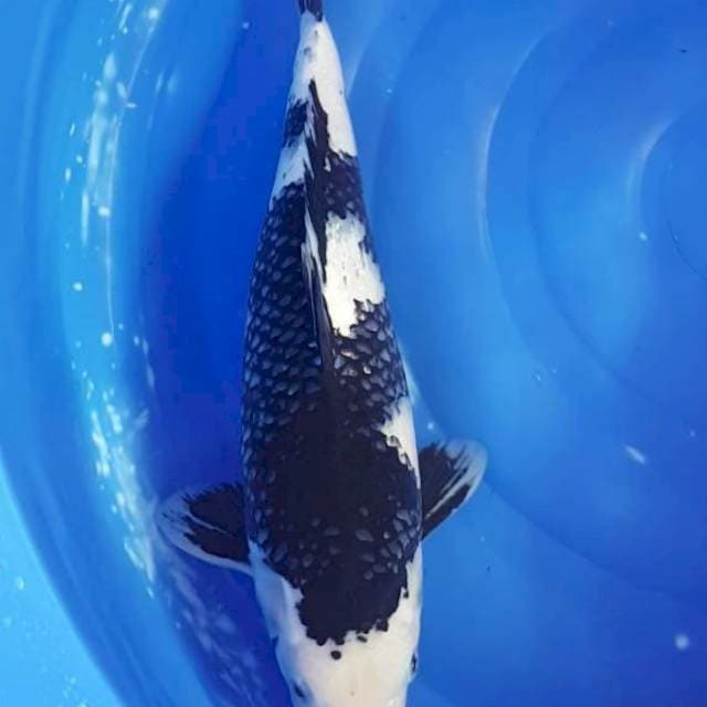 Shiro 45 cm 