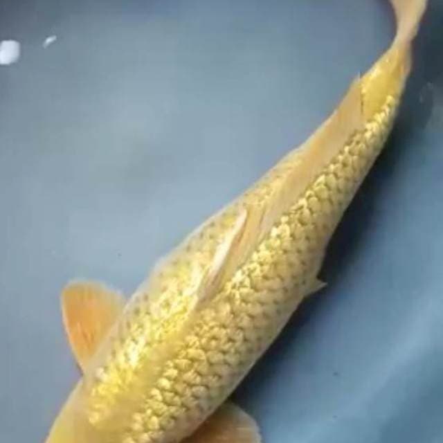 CHAGOI GINRIN SUPER PUNUK 34 Cm, JANTAN