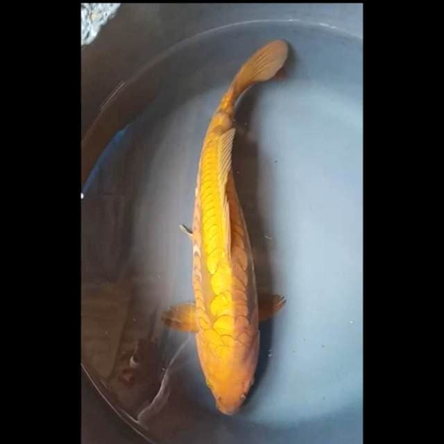 CHAGOI DOITSU ARAGOKE JUMBO PUNUK 39 Cm