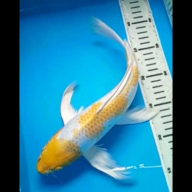 KUMPAY HARIWAKE 34 Cm