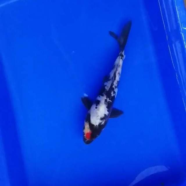 tancho doit ori 20cm