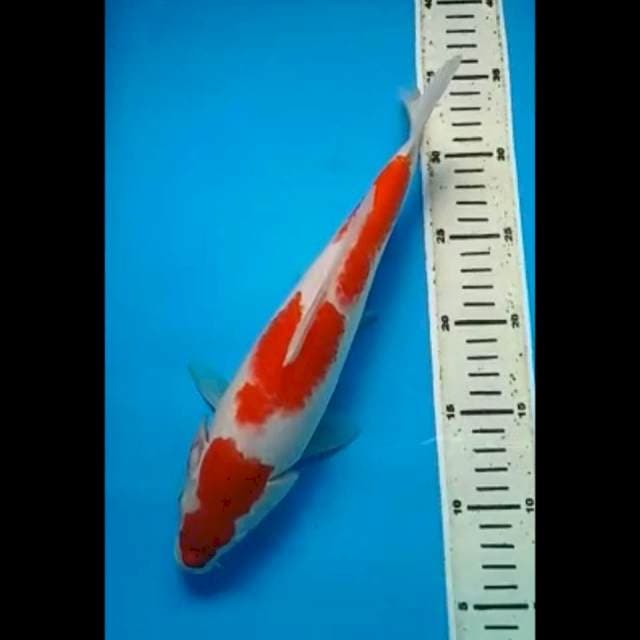 KOHAKU 31 Cm