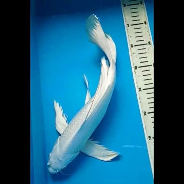 PLATINUM KUMPAY 35 Cm, JANTAN