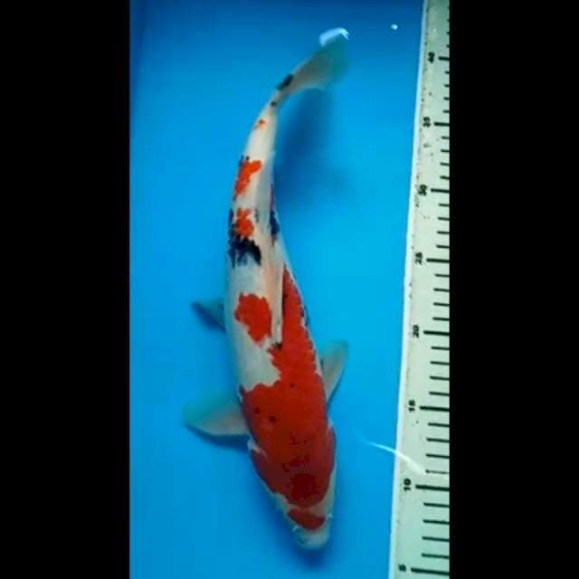 SANKE PUNUK 35 Cm, JANTAN