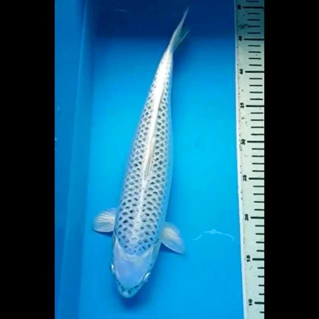 GIN MATSUBA JUMBO PUNUK 38 Cm