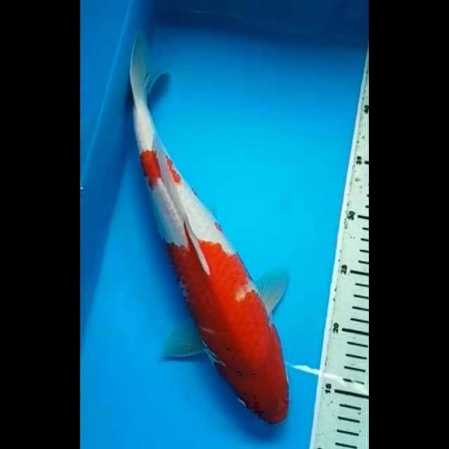 KOHAKU BODY JUMBO 37 Cm, JANTAN