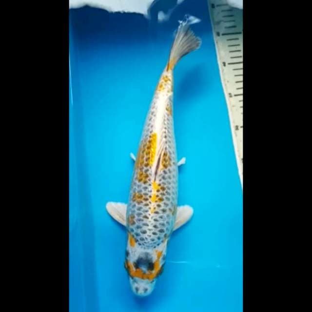 KIN KUJAKU GINRIN 36 Cm