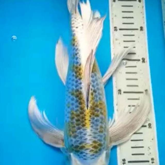 KIN KUJAKU KUMPAY JUMBO PUNUK GINRIN 39 Cm, JANTAN