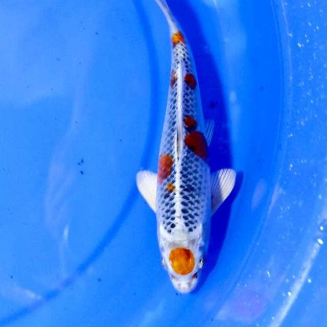 Maruten Kujaku 22 cm