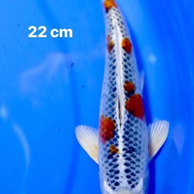 Maruten Kujaku 22 cm