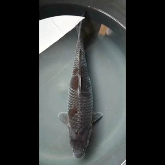 OCHIBA SHIGURE PUNUK 34 Cm