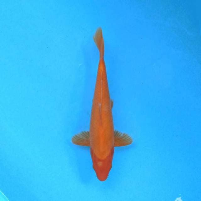 Benigoi 26 cm