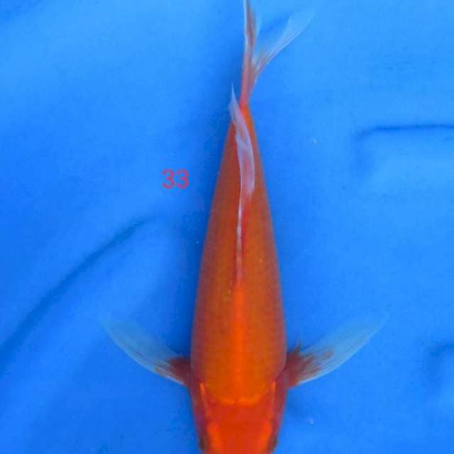 Kumoay 33cm