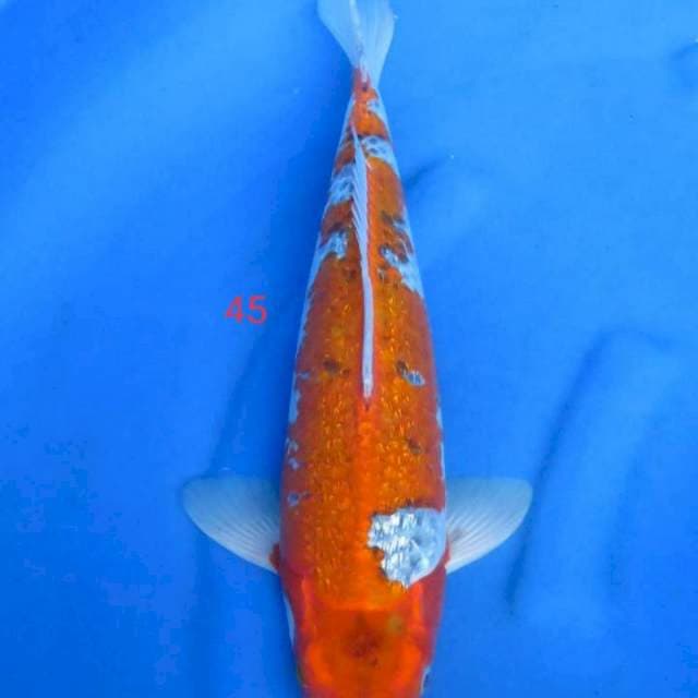 Goshiki 45cm