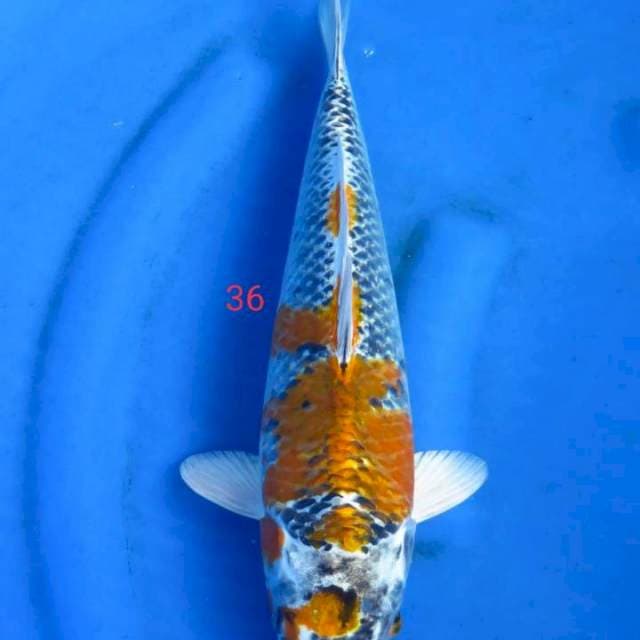 Ginga 36cm