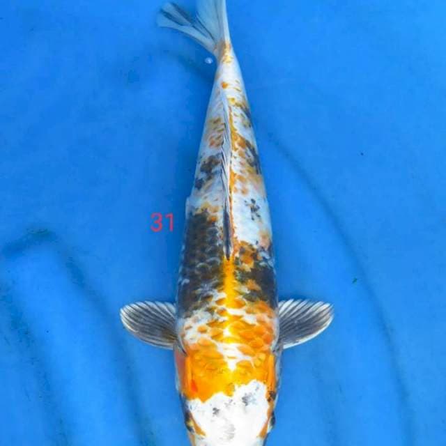 Kujaku showa 31cm