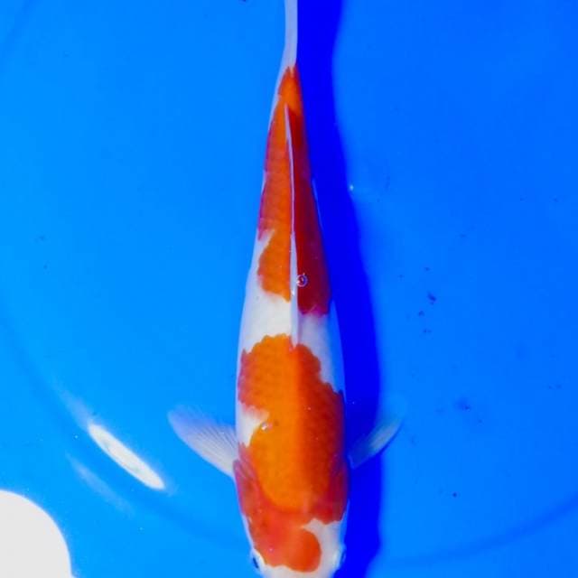 Kohaku male