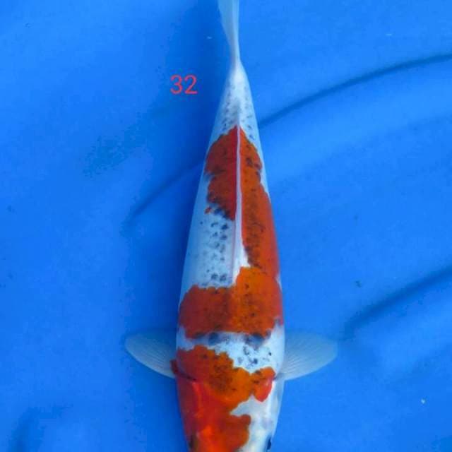 Goshiki 32cm
