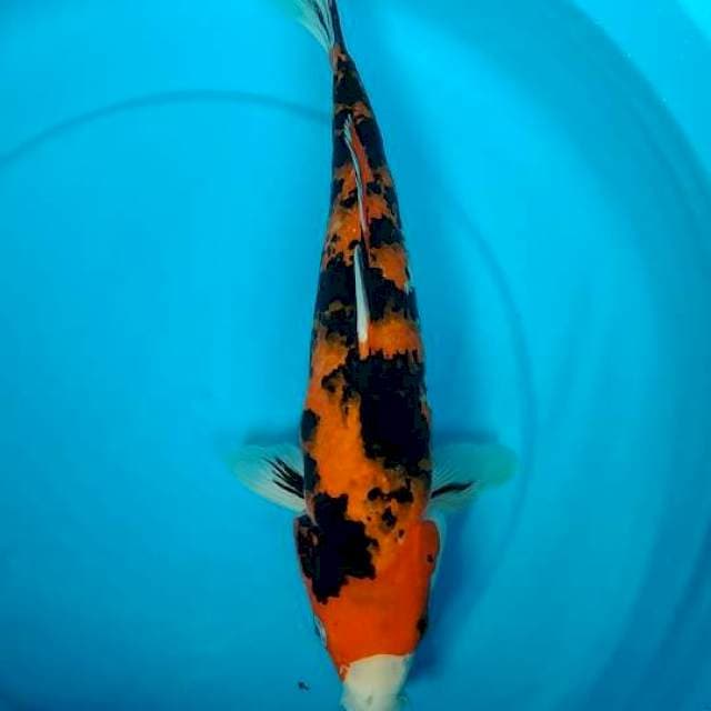sanke 35cm
