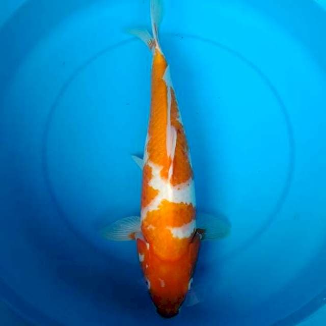 kohaku 39cm