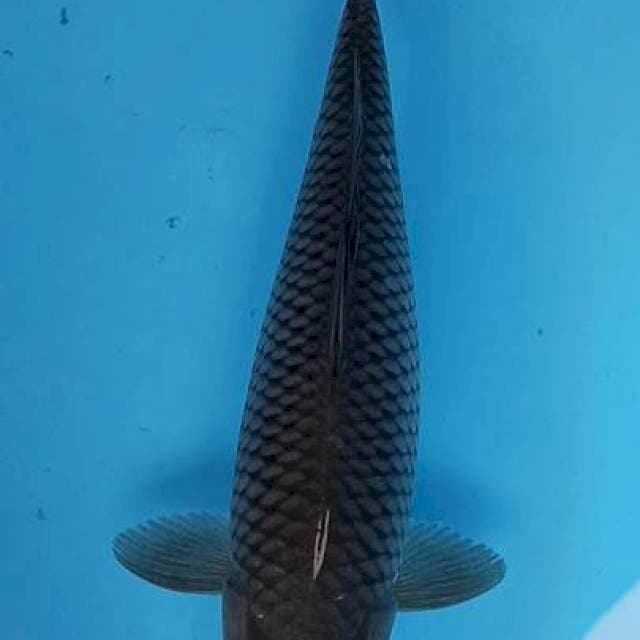 Soragoi bulky jaring rapi 32cm