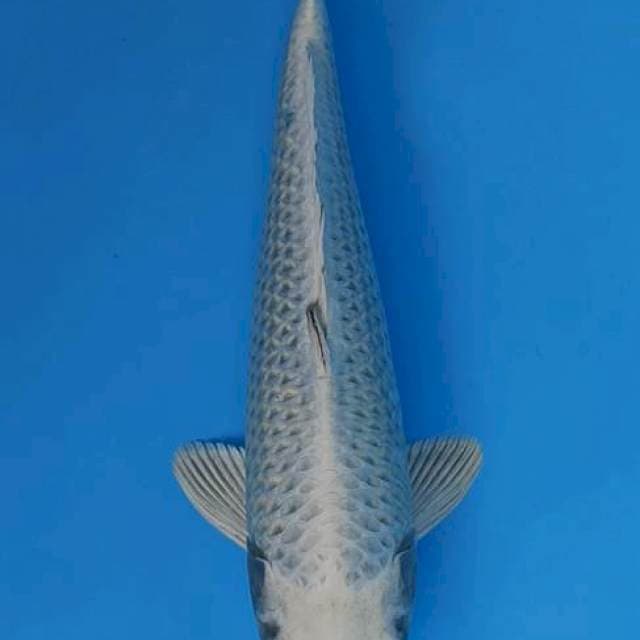 Super mukashi ogon bersih 37cm