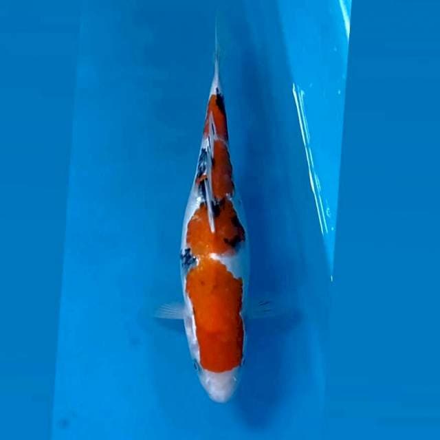 Sanke, 27 cm