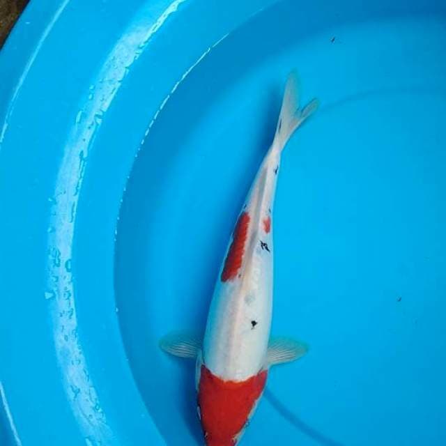 tc sanke 32cm