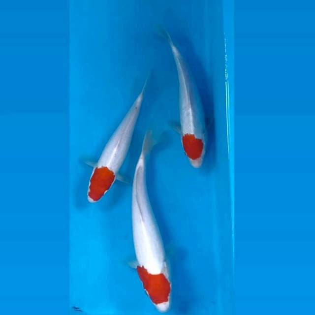 Pkt bahan Tancho kohaku, 20-25 cm