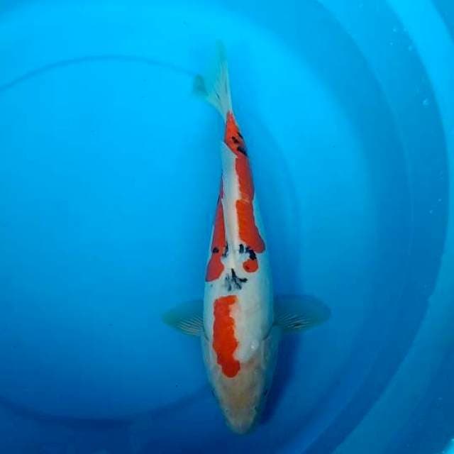 sanke doit 32cm