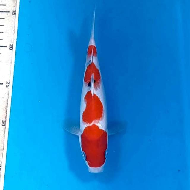 Sanke, 20 cm