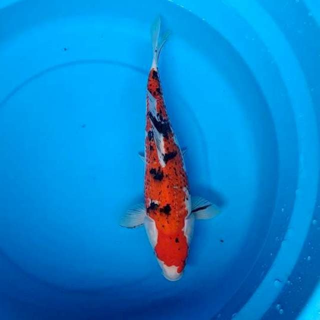 sanke 34cm