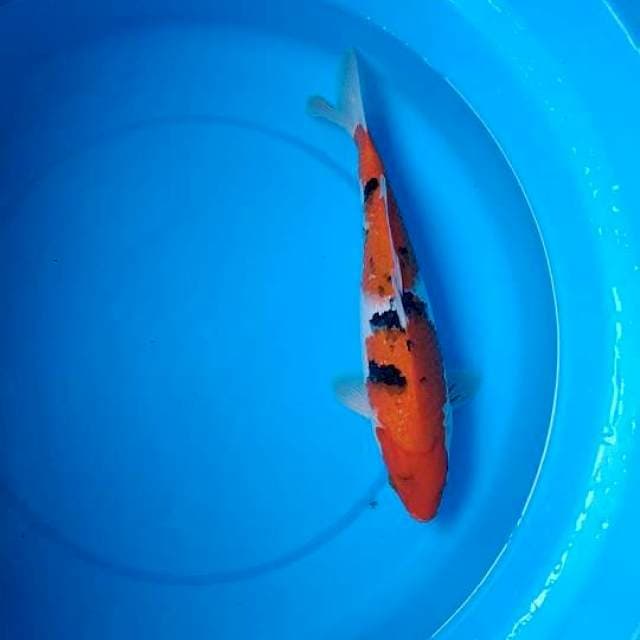 sanke 32cm