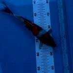 Showa 24 cm
